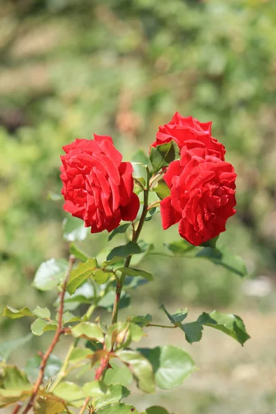 Helle Schöne Rosen Botanischen Garten — Stockfoto