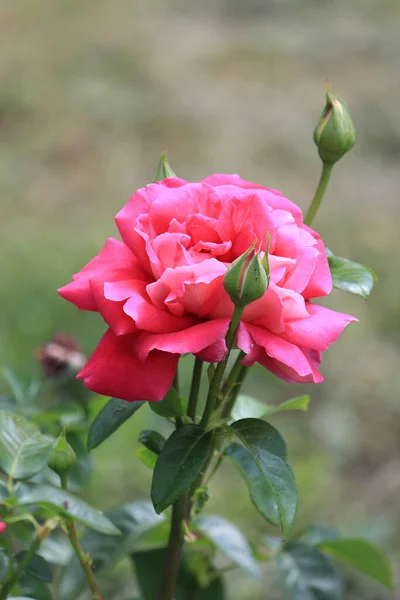 Яркие Красивые Розы Ботаническом Саду — стоковое фото