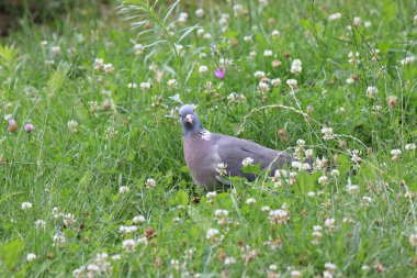 Vahşi güvercin fotoğrafçıyı görünce şaşırdı.