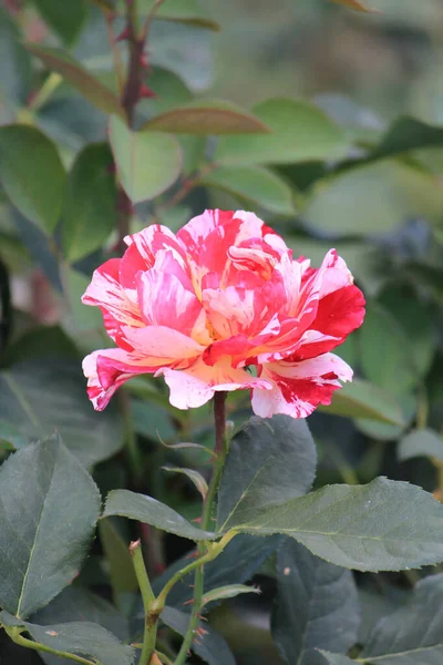 Rosas Bonitas Brilhantes Jardim Botânico — Fotografia de Stock