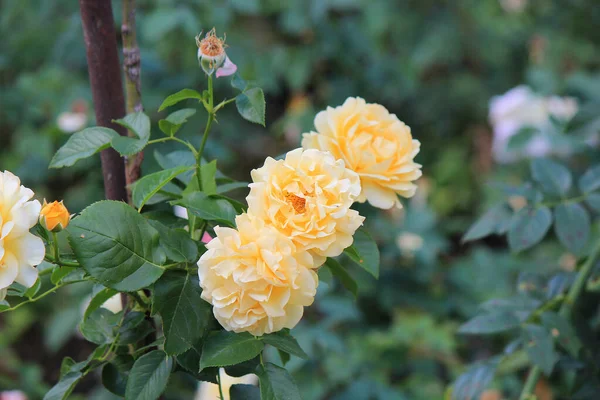 Botanik bahçesinde parlak güzel güller