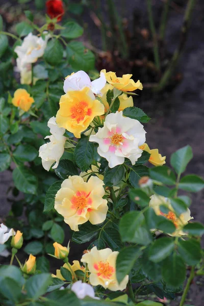 Helle Schöne Rosen Botanischen Garten — Stockfoto