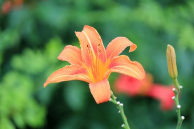 Botanik bahçesinde parlak güzel çiçekler
