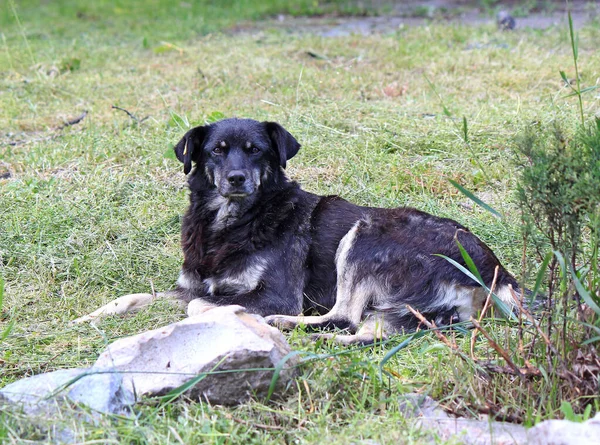 Perro Con Aspecto Severo Protege Territorio —  Fotos de Stock