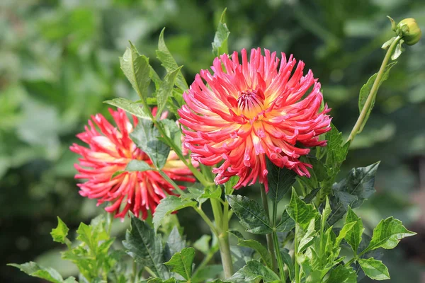 Belles Fleurs Lumineuses Dans Jardin Botanique — Photo