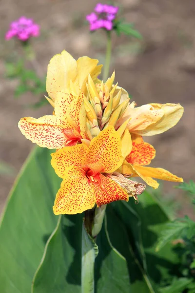 Flores Hermosas Brillantes Jardín Botánico — Foto de Stock