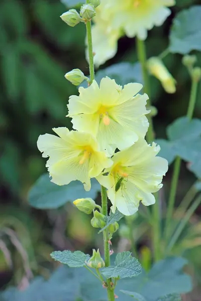 Botanik bahçesinde parlak güzel çiçekler