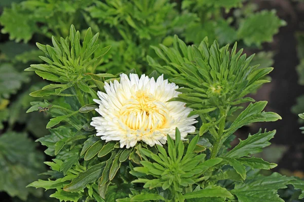 Heldere Mooie Bloemen Botanische Tuin — Stockfoto