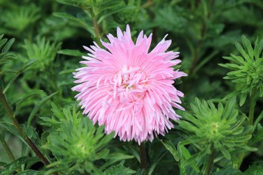 Botanik bahçesinde parlak güzel çiçekler