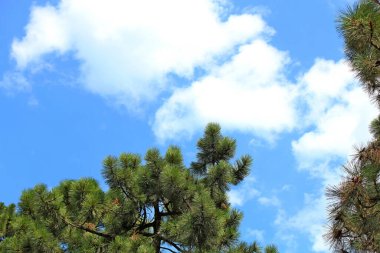 Şehir parkındaki ladin, mavi bir yaz gökyüzüne karşı.