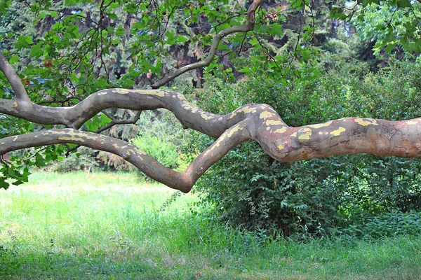 Exotisk Gren Ett Ovanligt Träd — Stockfoto