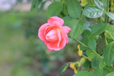 Botanik bahçesinde parlak güzel çiçekler