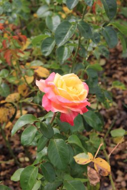 Botanik bahçesinde parlak güzel çiçekler