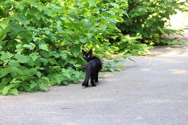 Parlak sarı gözlü uyanık kedi.