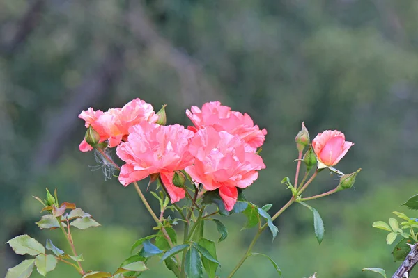 Flores Bonitas Brilhantes Jardim Botânico — Fotografia de Stock