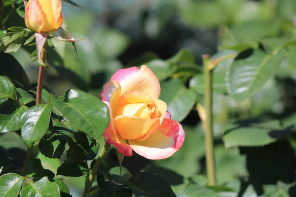 植物園の明るい美しい花 — ストック写真