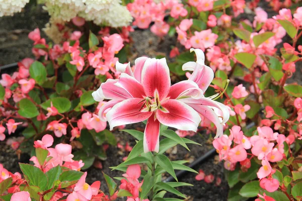 Belles Fleurs Lumineuses Dans Jardin Botanique — Photo