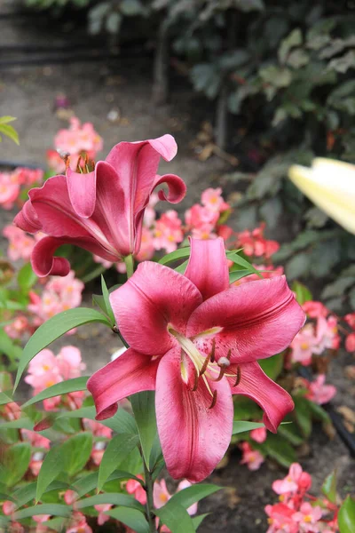 Botanik bahçesinde parlak güzel çiçekler