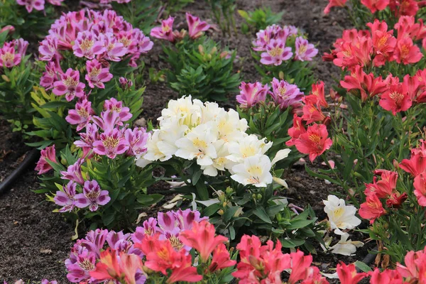 Flores Bonitas Brilhantes Jardim Botânico Imagens Royalty-Free