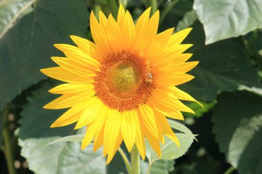 Yazın sonlarında olgunlaşan ayçiçekleri ayaklanması