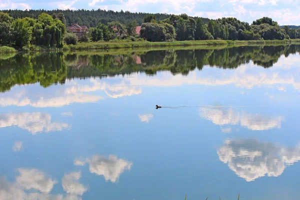 Vista Panorámica Lago Verano Con Pato Solitario —  Fotos de Stock