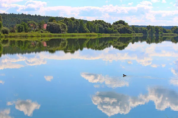 Yalnız Bir Ördekle Panoramik Yaz Gölü Manzarası — Stok fotoğraf