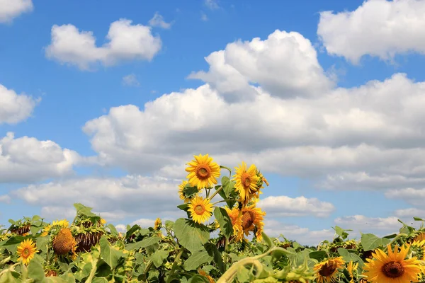 Yazın sonlarında olgunlaşan ayçiçekleri ayaklanması