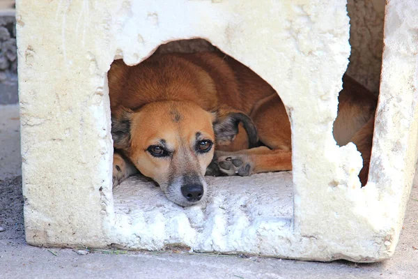 Residencia Verano Perro Faldero — Foto de Stock