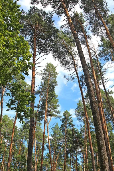 Fenyőerdő Kék Nyári Alatt — Stock Fotó