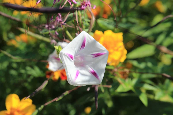 Botanik bahçesinde parlak güzel çiçekler