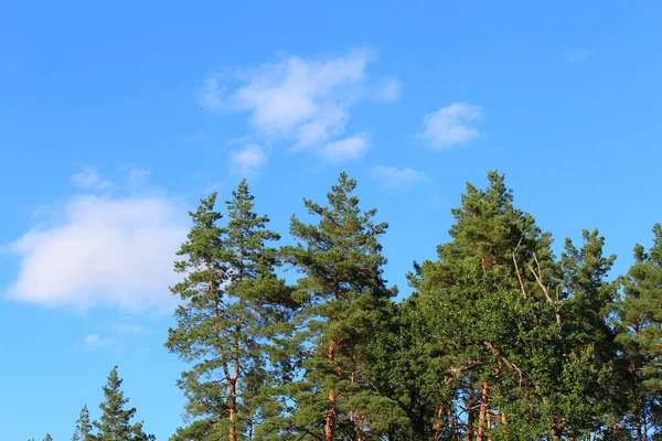 Bosque Pinos Contra Cielo Azul Del Verano — Foto de Stock