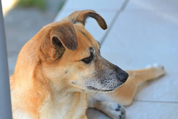 Lindo Perro Descansando Calor Del Verano — Foto de Stock