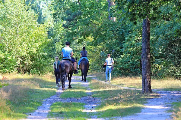 Caminando Sobre Caballos Bosque Verano Fotos de stock libres de derechos