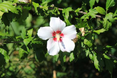 Botanik bahçesinde parlak güzel çiçekler
