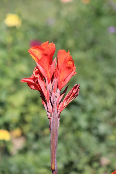 Jasne Piękne Kwiaty Ogrodzie Botanicznym — Zdjęcie stockowe