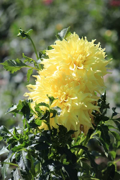 Flores Bonitas Brilhantes Jardim Botânico — Fotografia de Stock