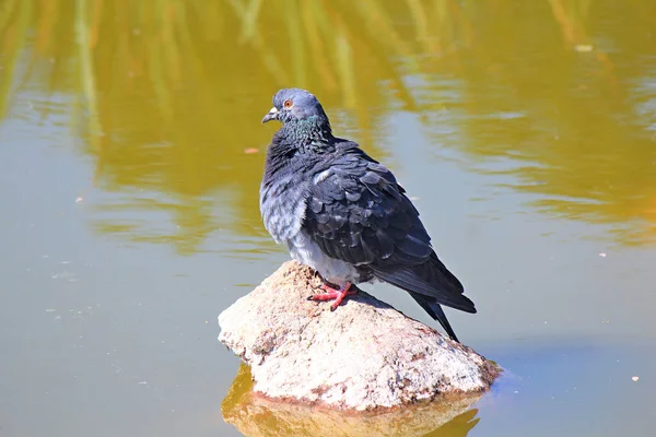 Dove Resting Stone Middle Pond — Stock Photo, Image