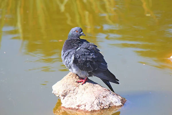 Dove Resting Stone Middle Pond — Stock Photo, Image