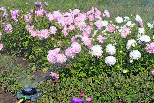 Flores Bonitas Brilhantes Jardim Botânico — Fotografia de Stock