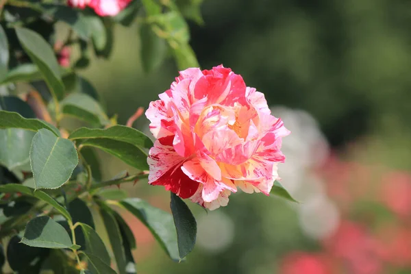 Helle Schöne Blumen Botanischen Garten — Stockfoto