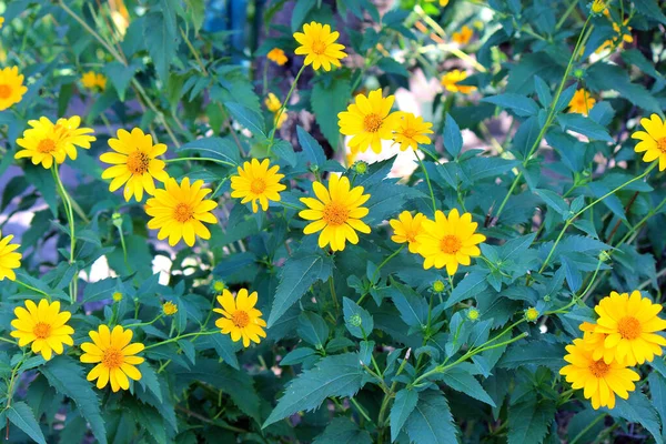 Belles Fleurs Lumineuses Dans Jardin Botanique — Photo