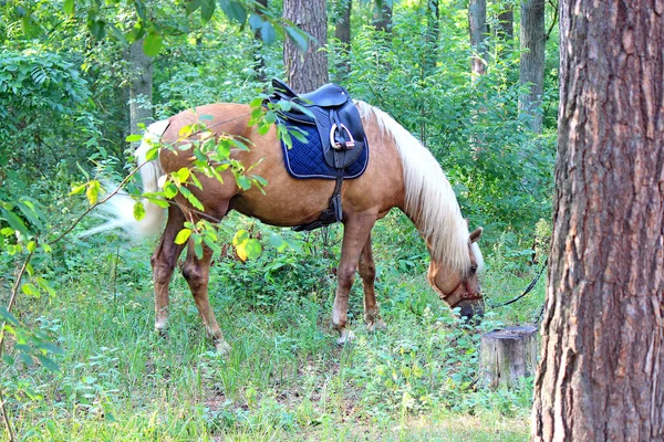 Cavalo Desfrutando Grama Fresca Floresta Outono — Fotografia de Stock