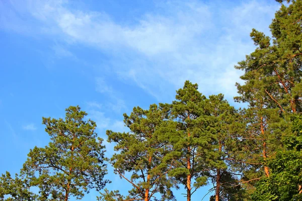 Pine Forest Background Blue Autumn Sky — Stock Photo, Image