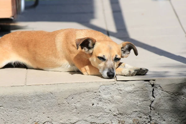 Lindo Perro Tomando Sol Brillante Verano — Foto de Stock