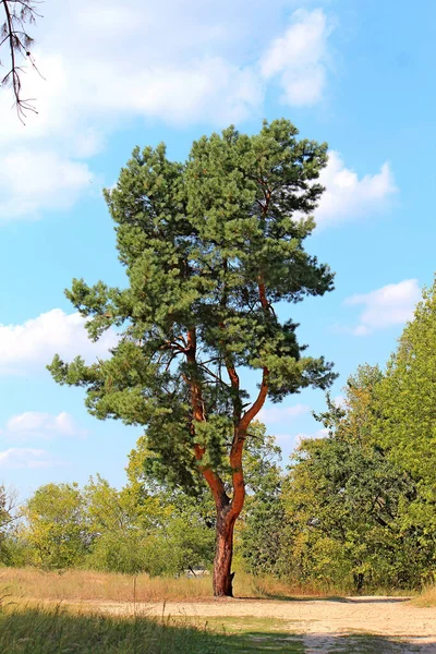 Principios Otoño Una Arboleda Contra Cielo Azul Imagen de stock