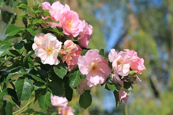 Helle Schöne Blumen Botanischen Garten — Stockfoto