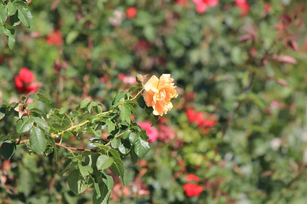 Flores Bonitas Brilhantes Jardim Botânico — Fotografia de Stock