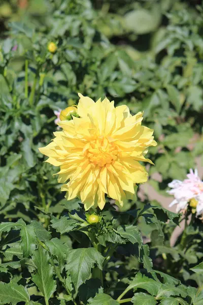 Jasné Krásné Květiny Botanické Zahradě — Stock fotografie