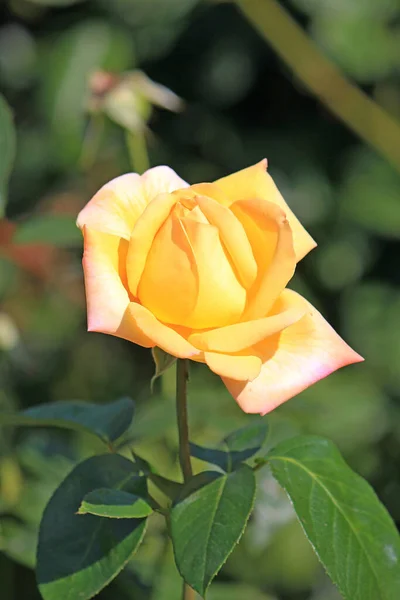 Helle Schöne Blumen Botanischen Garten — Stockfoto