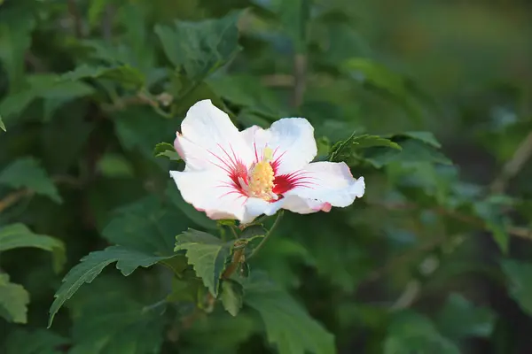 Helle Schöne Blumen Botanischen Garten — Stockfoto